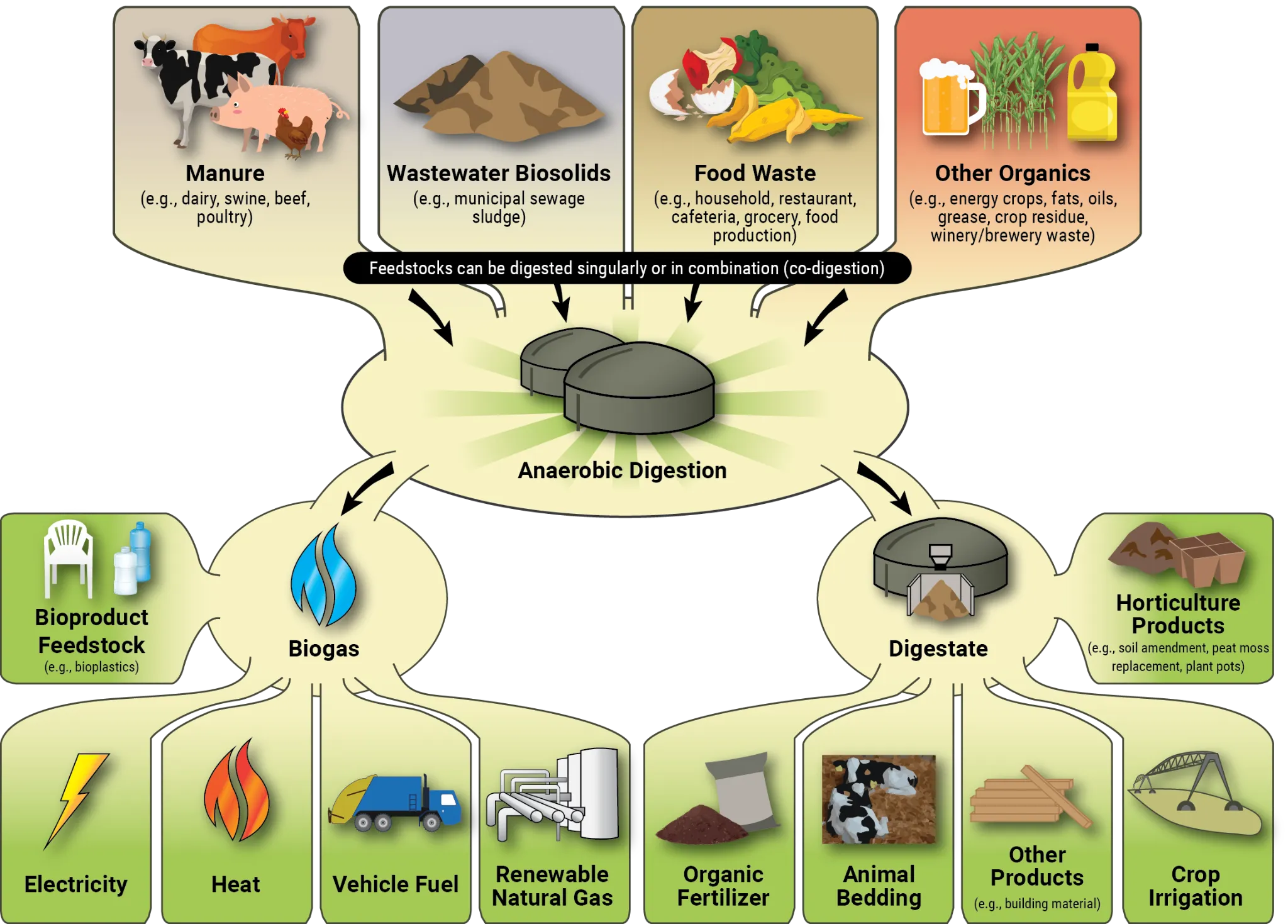 Diagram showing the flow of feedstocks through the AD system to produce biogas and digestate. Source US EPA https://www.epa.gov/agstar/how-does-anaerobic-digestion-work