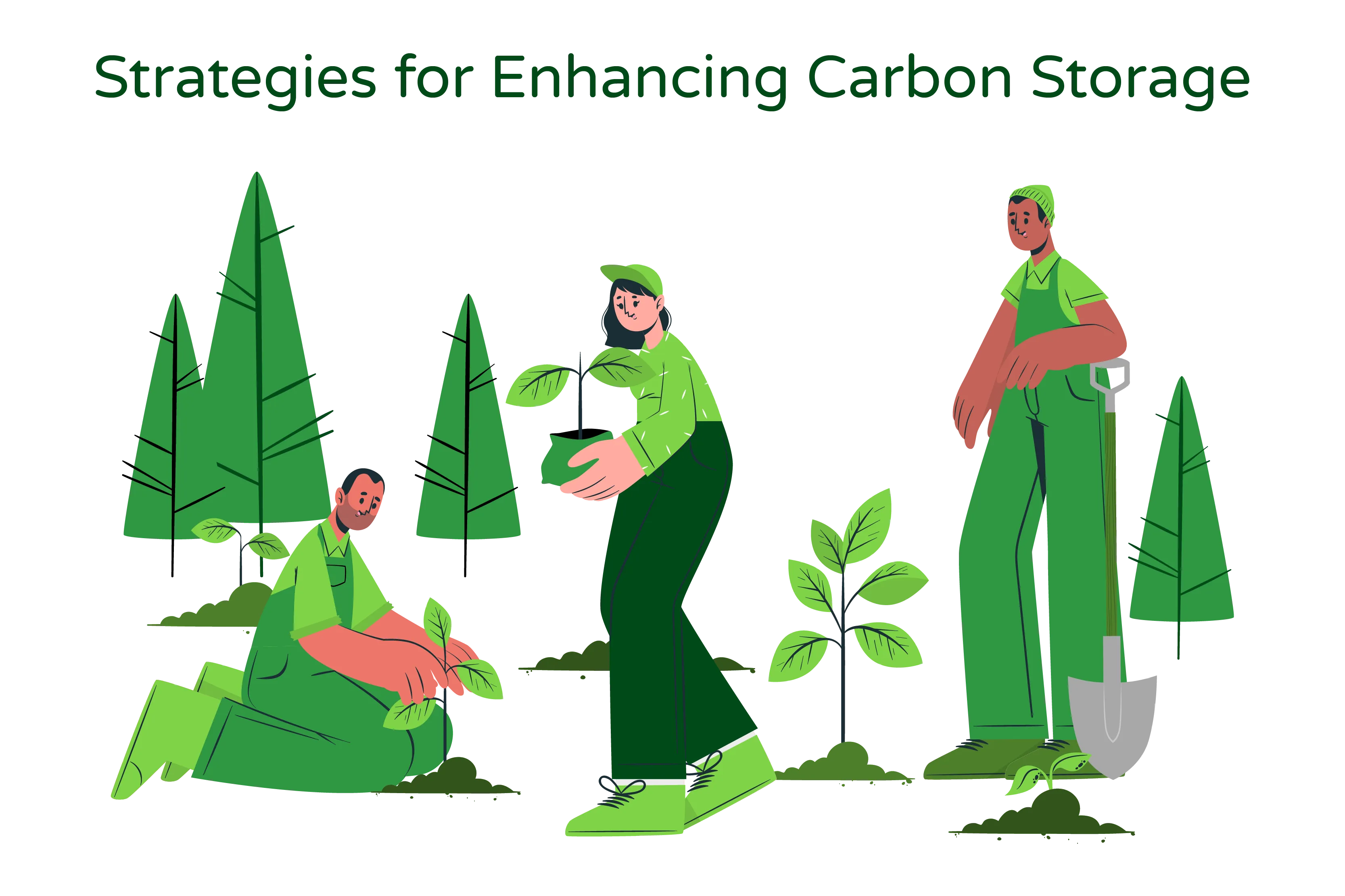 Illustration titled ‘Strategies of Enhancing Carbon Storage’ showcases three individuals actively engaged in growing plants, aligning with the concepts discussed in the accompanying paragraph.  The illustration emphasizes the importance of forests in storing carbon dioxide (CO2) from the atmosphere. The first person is depicted amidst an old-growth forest, highlighting the significance of preserving these mature forests for long-term carbon storage, despite their limited capacity to absorb additional carbon due to environmental constraints.  The second person is shown in a young forest, symbolizing the potential for increased carbon sequestration as young forests grow, expand, and replace trees lost through aging or natural disasters. This conveys the importance of nurturing and managing young forests to maximize their carbon storage capabilities.  The third person is engaged in planting activities, representing reforestation efforts to restore previously deforested lands and afforestation on suitable lands. This showcases the importance of expanding forest cover to enhance carbon storage.  Additionally, the concept of sustainable harvesting is represented through methods such as single tree or group selection, demonstrated by appropriate tree cutting techniques. This highlights the significance of responsible forest management in promoting tree growth, regeneration, and ultimately, increased carbon storage.  Overall, the ‘Strategies of Enhancing Carbon Storage’ illustration visually conveys the importance of effective forest management, reforestation, afforestation, and sustainable harvesting practices in enhancing carbon storage capabilities. It aligns with the paragraph’s discussion on optimizing forest ecosystems to strive towards net-zero emissions and combat climate change.