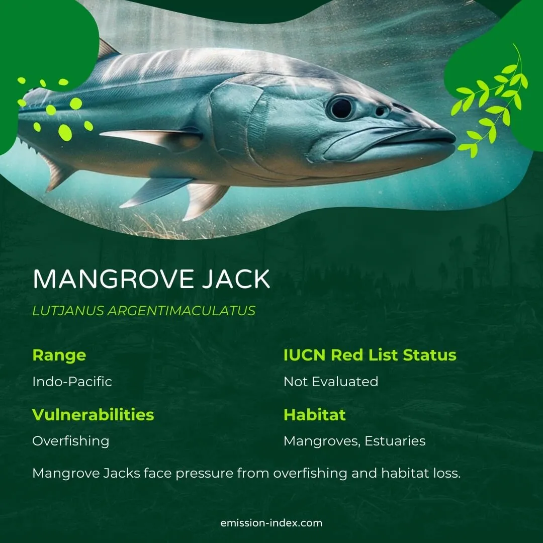 Mangrove Jack swimming near the seabed, its silvery body reflecting the sunlight filtering through the water, surrounded by seagrass.