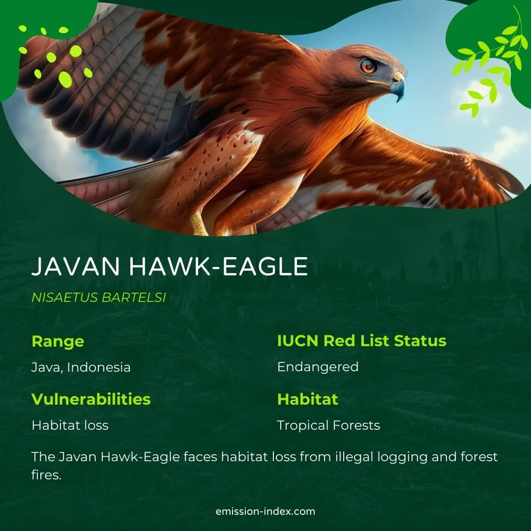 Javan Hawk-Eagle in flight, its wings spread wide against a blue sky, highlighting its reddish-brown feathers and intense gaze.
