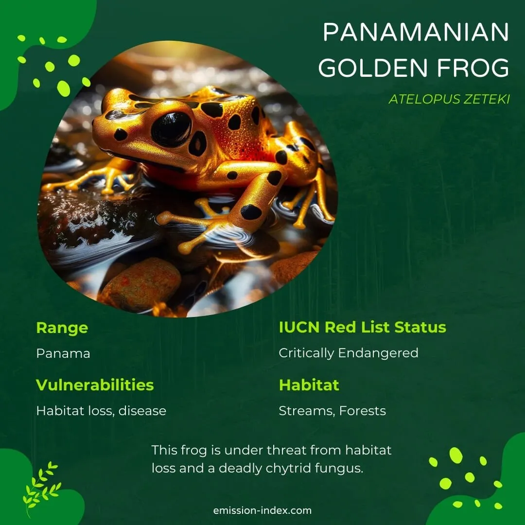 Panamanian Golden Frog sitting beside a clear stream, its radiant gold and black markings reflecting in the shimmering water.