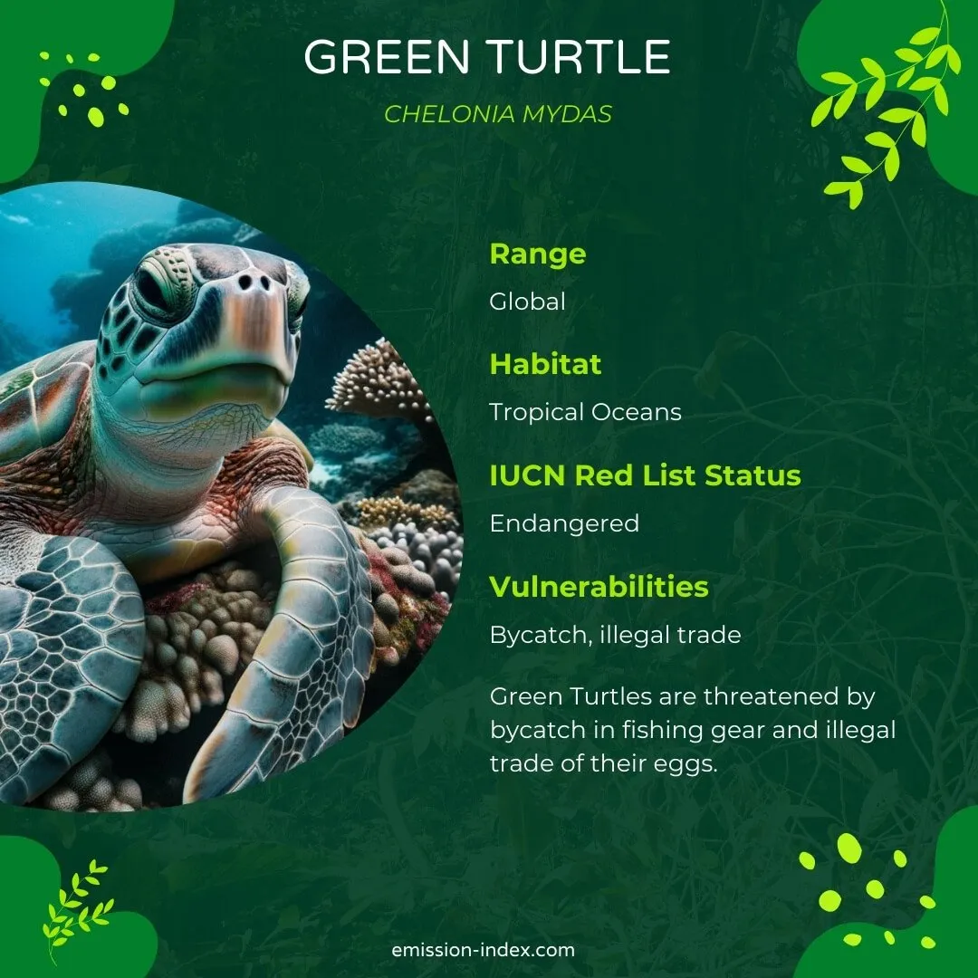 Green Turtle resting on a coral ledge, its large flippers and serene expression highlighted against the underwater backdrop.