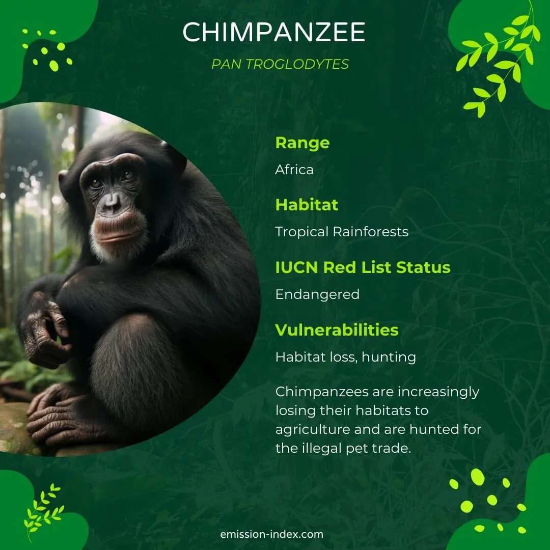 Chimpanzee sitting on a rock, curiously observing its surroundings, with its dark fur and expressive facial features highlighted against a forested background.