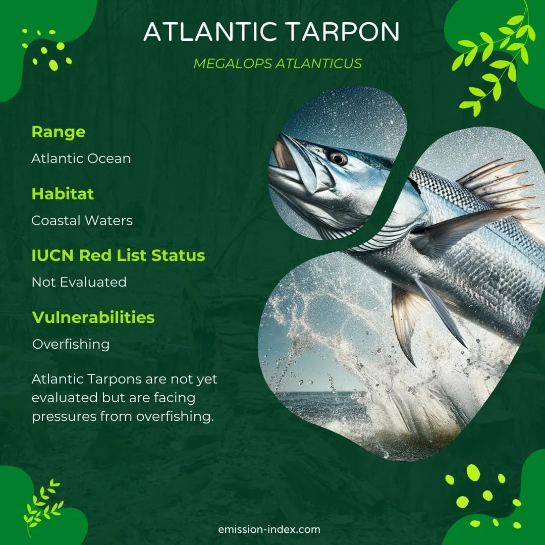 Atlantic Tarpon leaping out of the water, capturing the moment its silver scales shimmer against the sunlight, with splashes of water droplets around it.