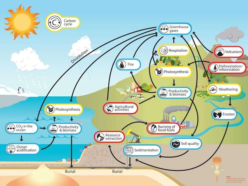 Diagram of the carbon cycle