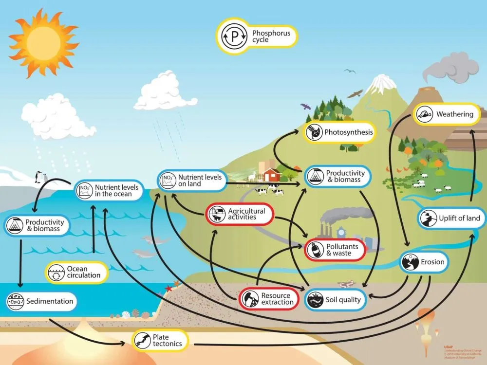 Diagram of the phosphorous cycle