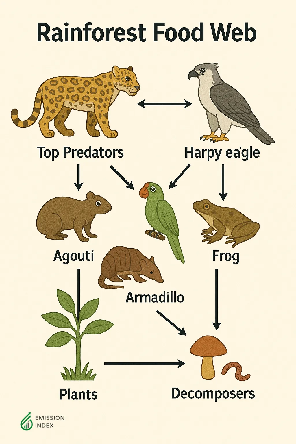 Food web diagram of rainforest trophic levels highlighting top predators (e.g., jaguars, harpy eagles), prey, plants, and decomposers.