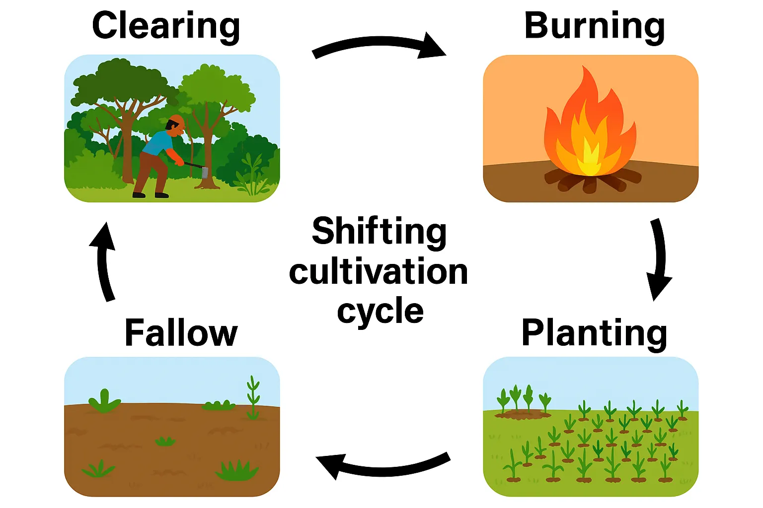 Graphic demonstrating the rotation from clearing and burning to planting and fallow periods, explaining the concept of “fallow” visually.