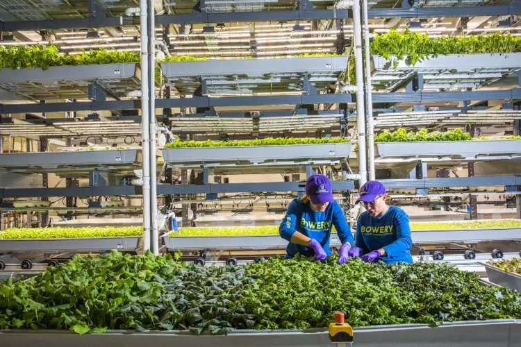An indoor vertical farming facility by Bowery Farming. Rows of leafy greens grow in stacked layers under artificial lights, showcasing a modern, space-efficient agricultural method.