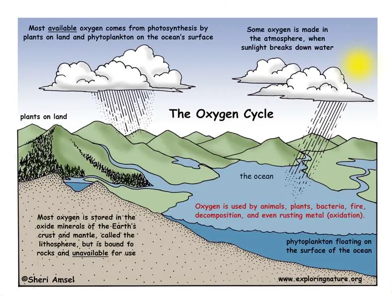 Diagram of the oxygen cycle