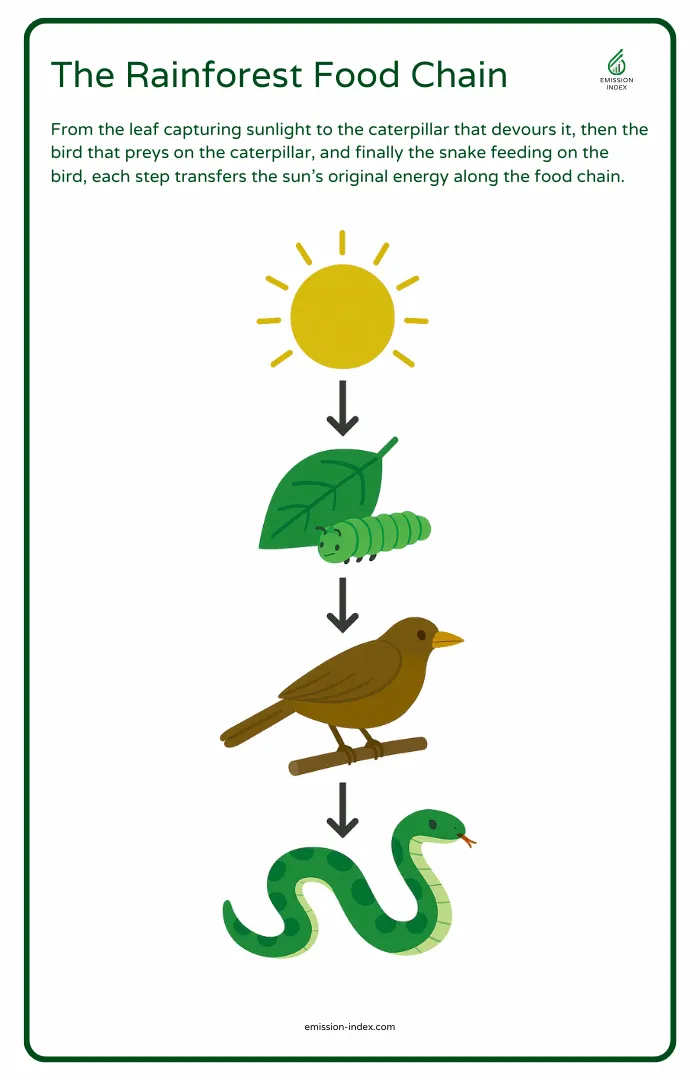 Rainforest food web diagram. A leaf → eaten by a caterpillar → eaten by a bird → eaten by a snake. Each stage passes the sun’s original energy along.