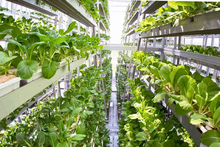A view of Sky Greens in Singapore, featuring tall, vertical farming structures. These towering greenhouses are filled with leafy vegetables, illustrating an innovative approach to maximizing agricultural yield in limited urban spaces.