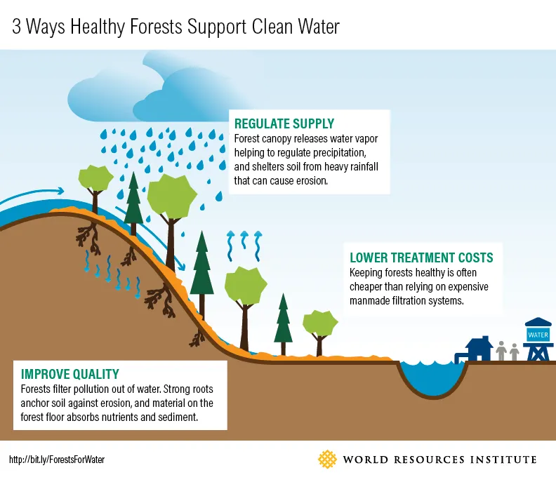 An infographic by the World Resources Institute titled ‘3 Ways Healthy Forests Support Clean Water.’ It illustrates a cross-section of a landscape with three sections highlighted. On the left, ‘IMPROVE QUALITY’ shows tree roots stabilizing soil and absorbing nutrients. The center ‘REGULATE SUPPLY’ depicts a canopy releasing water vapor and protecting the soil from erosion. On the right, ‘LOWER TREATMENT COSTS’ suggests healthy forests reduce the need for manmade filtration.